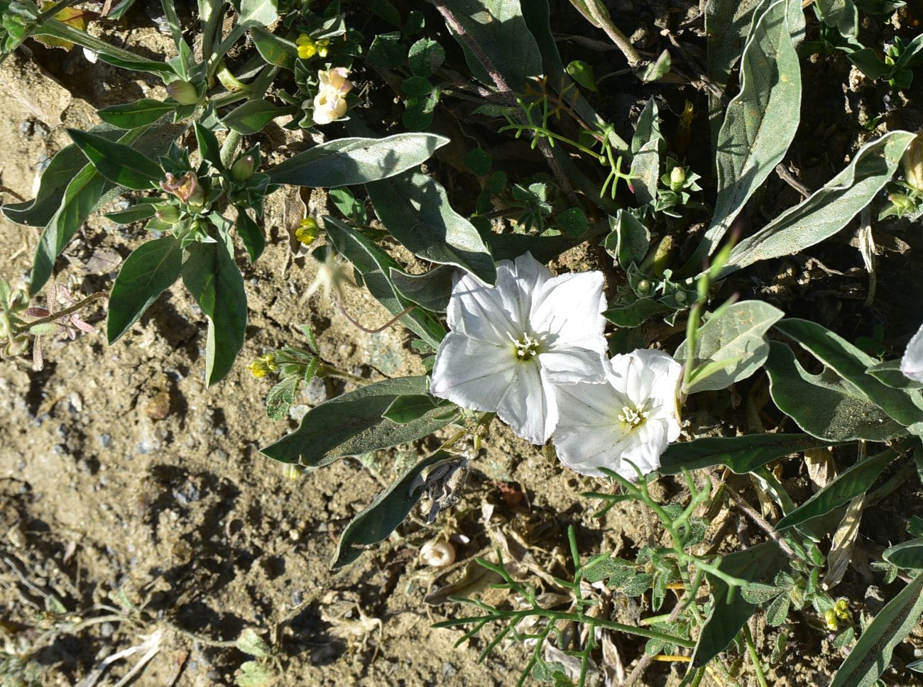 Image of Convolvulus lineatus specimen.