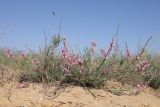 Astragalus astrachanicus