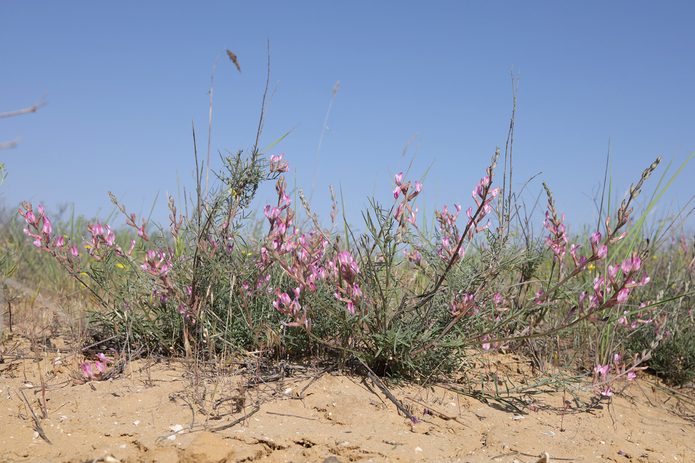 Image of Astragalus astrachanicus specimen.
