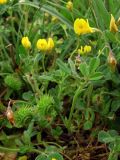 Medicago disciformis