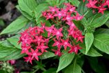 Pentas lanceolata. Соцветие. Китай, г. Шанхай, в культуре. 25.05.2025.