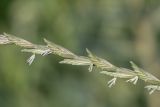 genus Elytrigia. Часть соцветия. Ростовская обл., Мясниковский р-н, окр. хут. Недвиговка, пойменный луг, дамба. 28.06.2026.