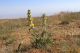 Phlomoides ambigua