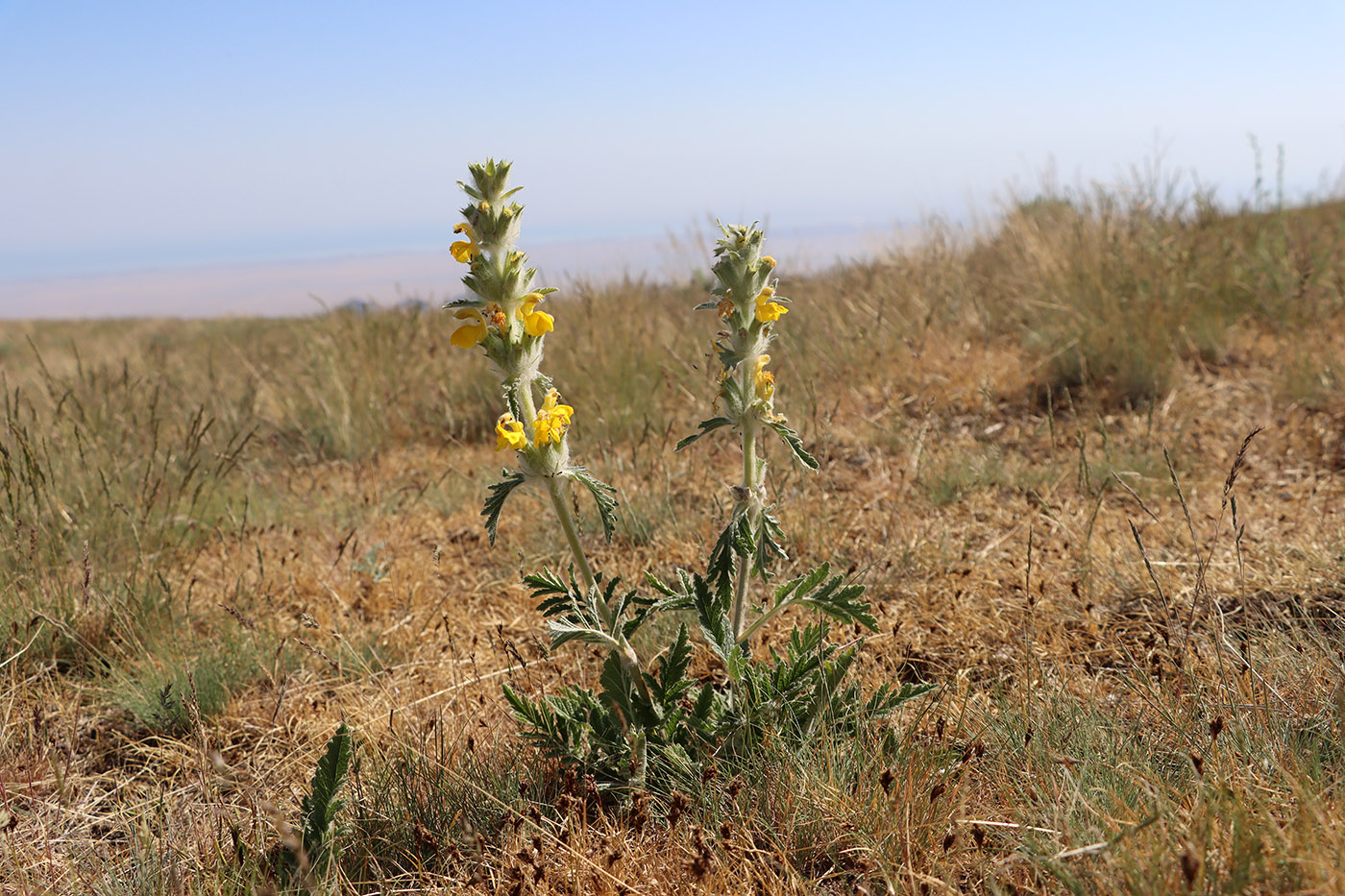 Image of Phlomoides ambigua specimen.