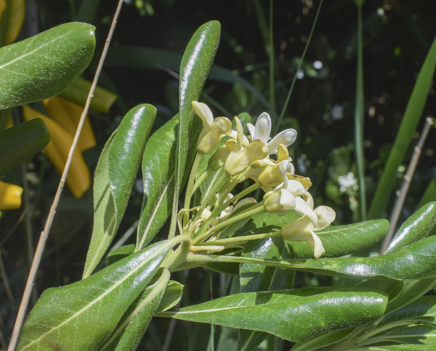 Изображение особи Pittosporum tobira.