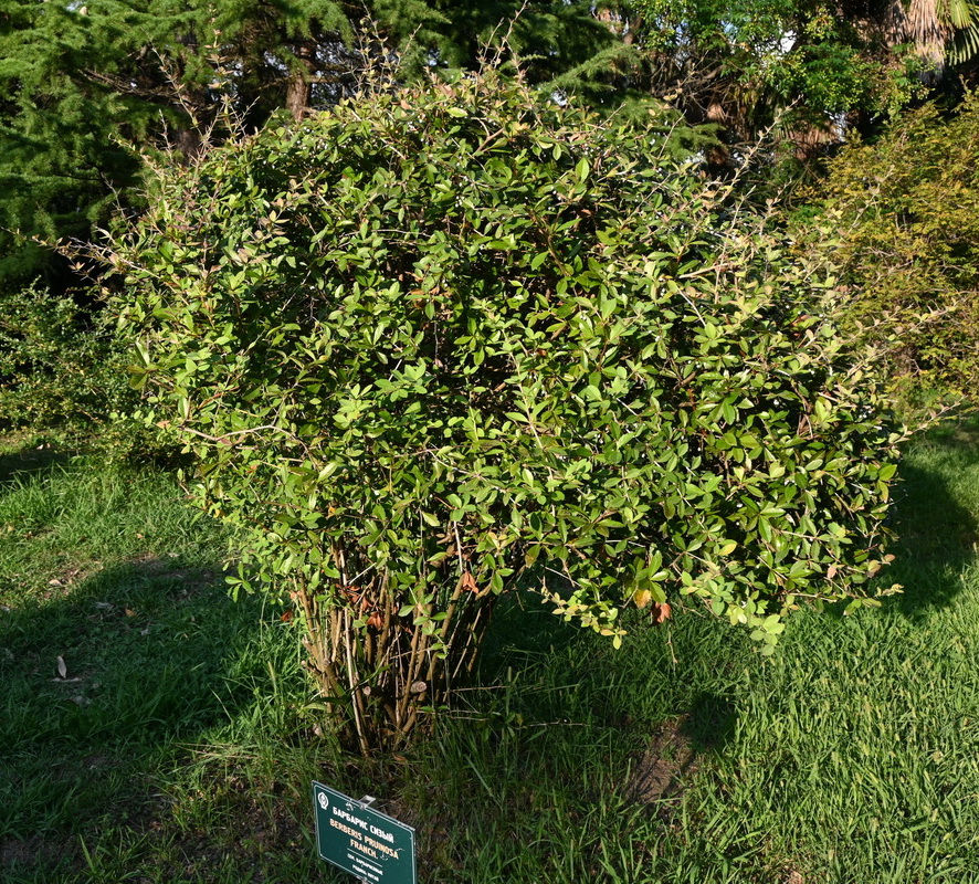 Image of Berberis pruinosa specimen.