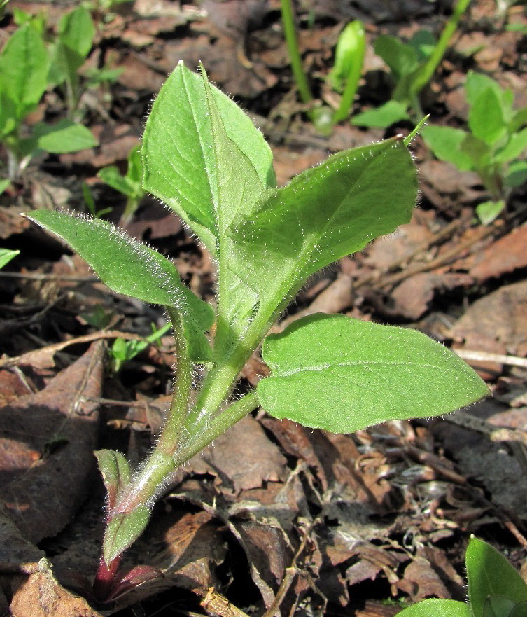 Изображение особи Stellaria nemorum.