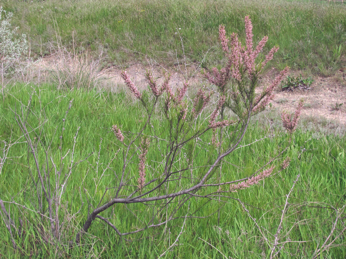 Image of Tamarix tetrandra specimen.