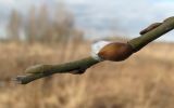 Salix gmelinii. Верхушка побега. Окр. Архангельска, окраина ивняка. 30.04.2011.