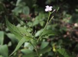 Lunaria rediviva. Верхняя часть цветущего растения. Москва, Кузьминский парк. 04.06.2011.