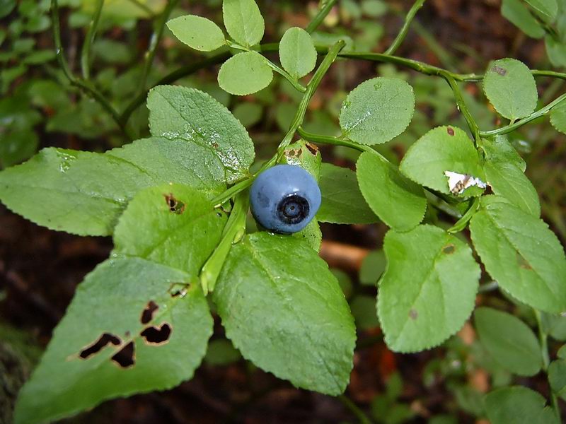 Изображение особи Vaccinium myrtillus.