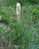 Asphodeline taurica. Расцветающее растение (цветки ещё в бутонах). Крым, окрестности Белогорска, Ак-Кая. 12 мая 2011 г.