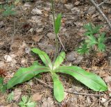 Trommsdorffia maculata