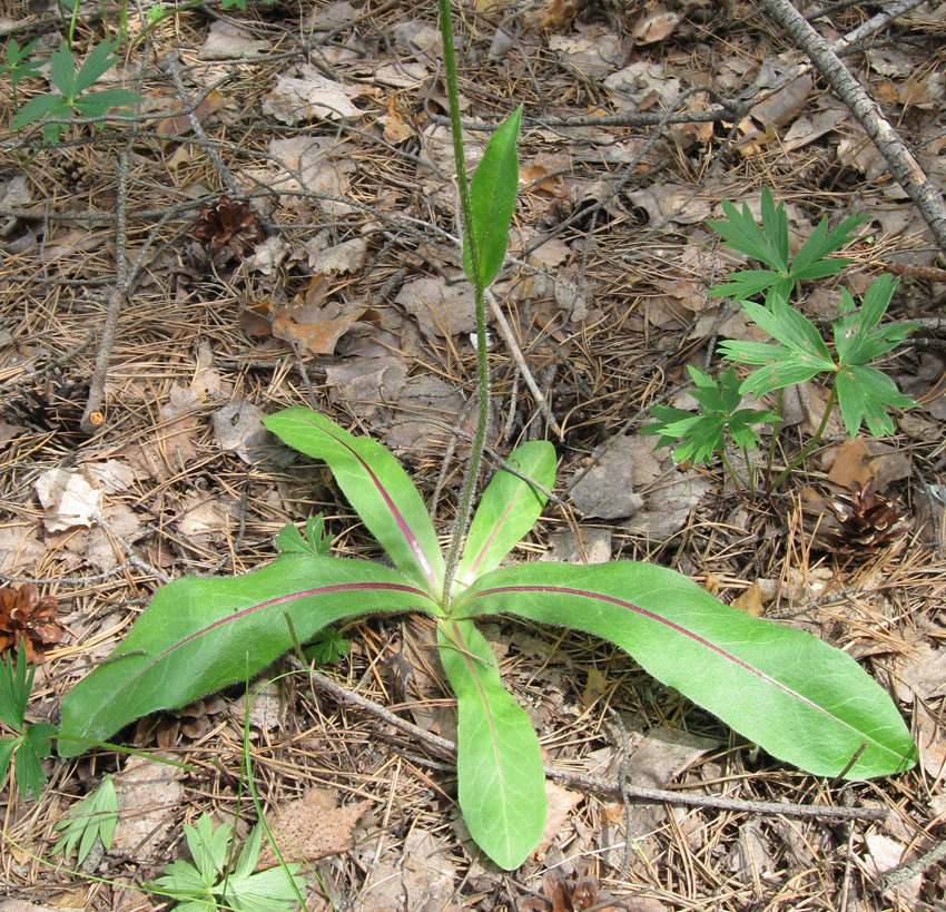 Изображение особи Trommsdorffia maculata.