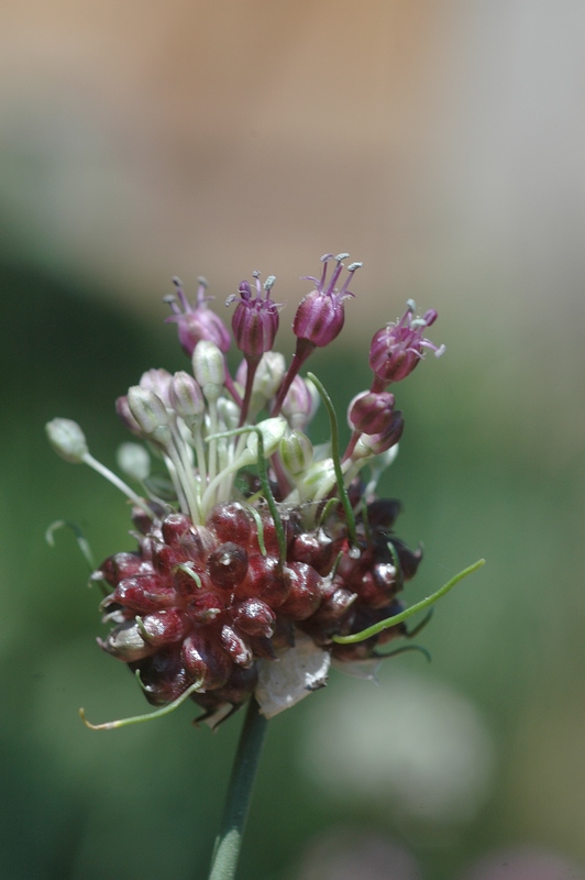 Image of Allium vineale specimen.