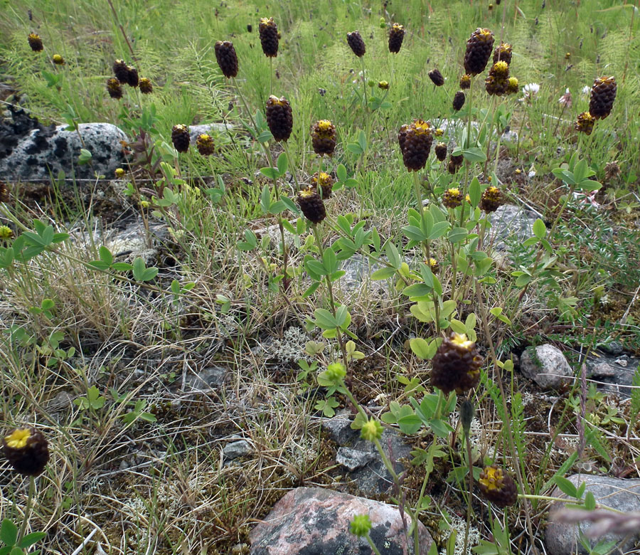 Изображение особи Trifolium spadiceum.