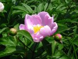 Paeonia lactiflora. Верхушка растения с цветком и бутонами. Приморский край, окр. г. Находки. 18.06.2011.