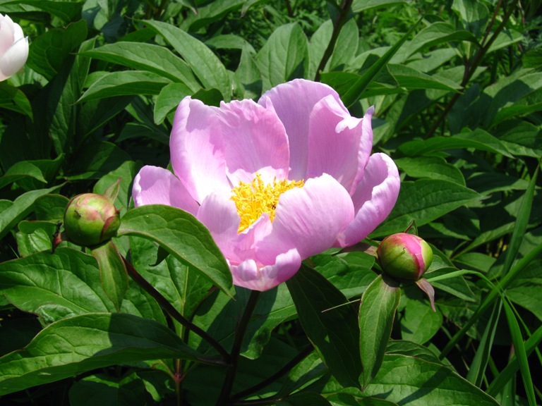 Image of Paeonia lactiflora specimen.