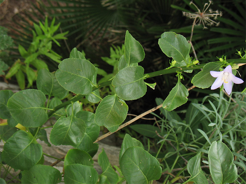 Изображение особи Campanula pyramidalis.