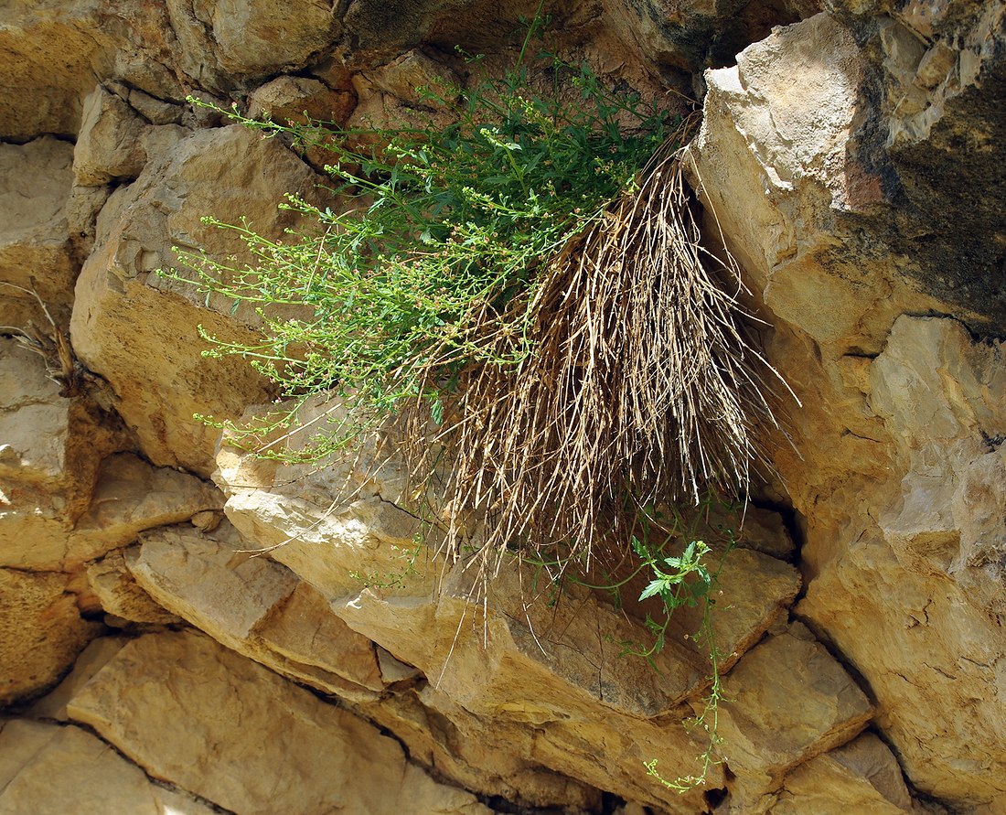 Image of genus Scrophularia specimen.