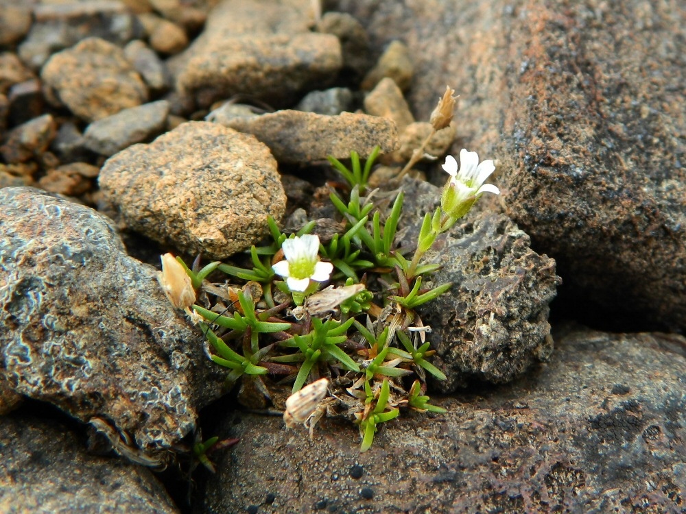 Image of genus Minuartia specimen.