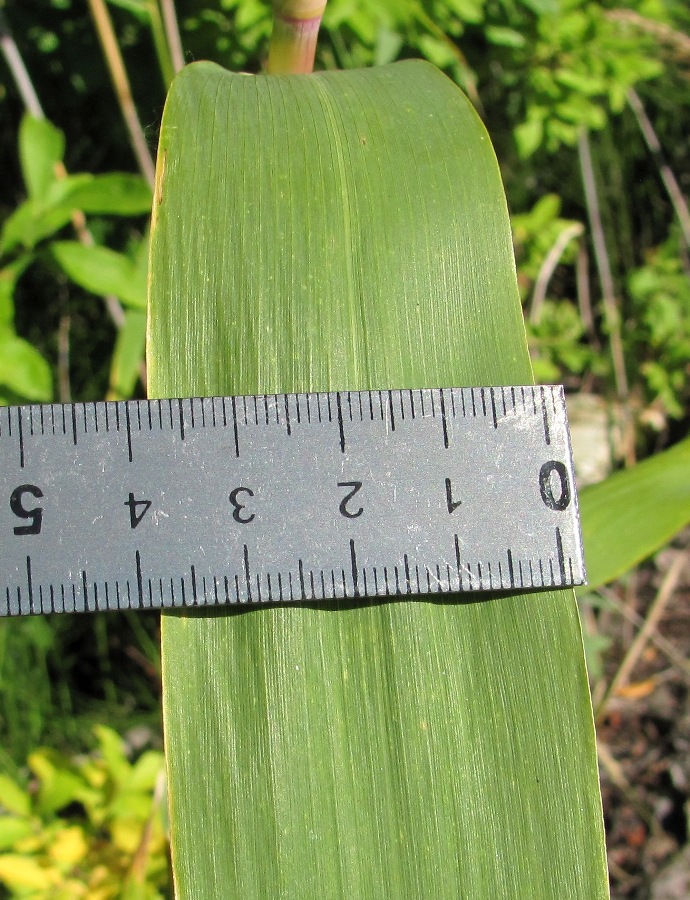 Image of Phragmites australis specimen.