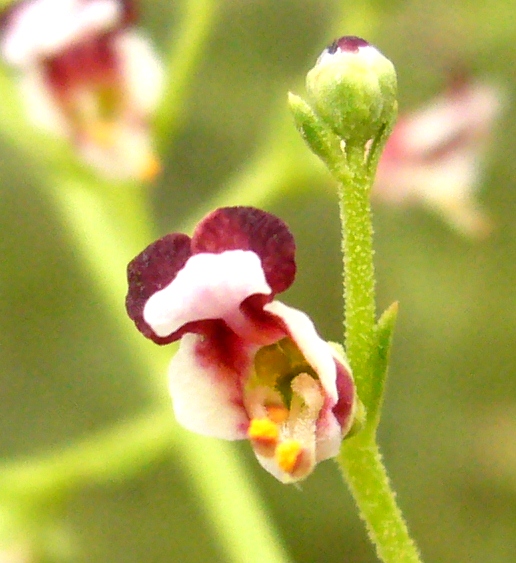 Image of Scrophularia xanthoglossa specimen.