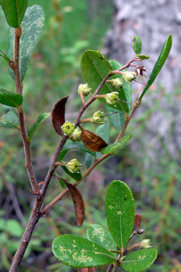 Изображение особи Chamaedaphne calyculata.