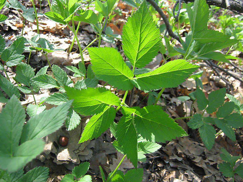 Image of Aegopodium podagraria specimen.