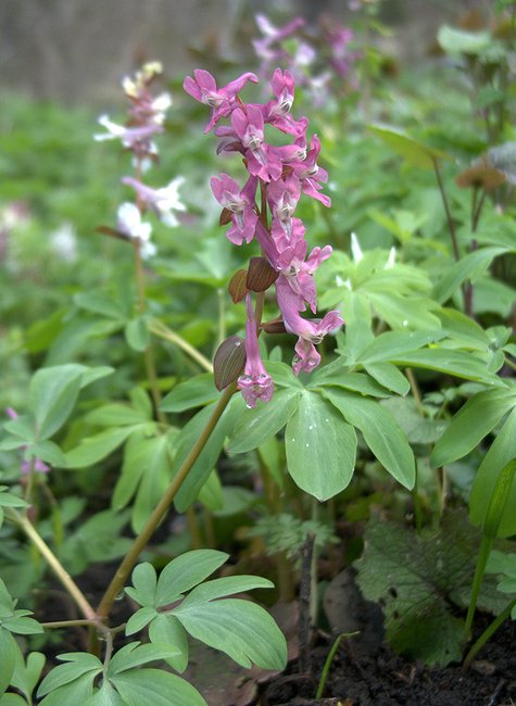 Image of Corydalis marschalliana specimen.