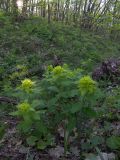 Euphorbia squamosa