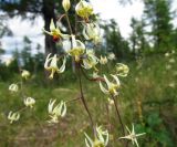 Zigadenus sibiricus. Часть соцветия. Иркутская обл., Бодайбинский р-н, седловина на водоразделе рек Имнях и Бол. Семикач, тайга. Июль 2011 г.