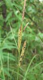 Carex nigra