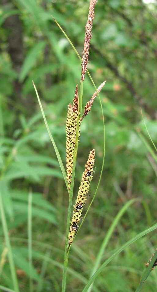 Изображение особи Carex nigra.