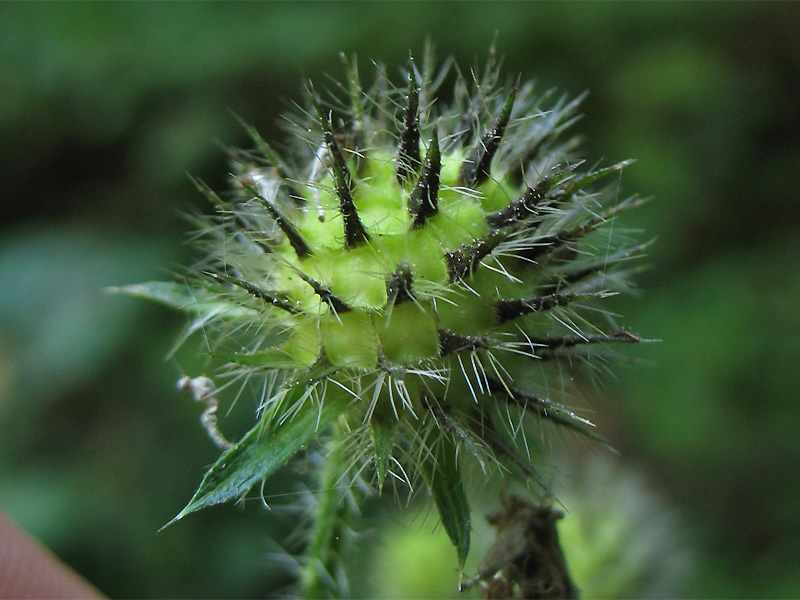 Изображение особи Dipsacus pilosus.