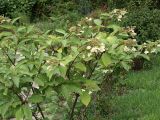 Hydrangea paniculata. Ветви с соцветиями. Приморье, Владивосток, Ботанический сад. 23.08.2009.