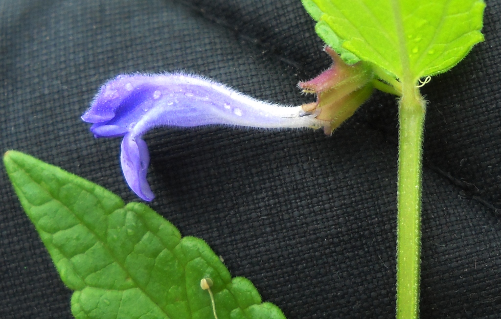 Image of Scutellaria galericulata specimen.