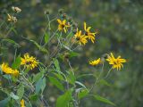 Helianthus tuberosus. Верхушка растения с соцветиями. Московская обл., дачный участок. 24.09.2005.
