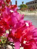 род Bougainvillea