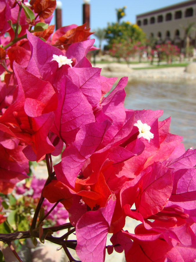 Изображение особи род Bougainvillea.