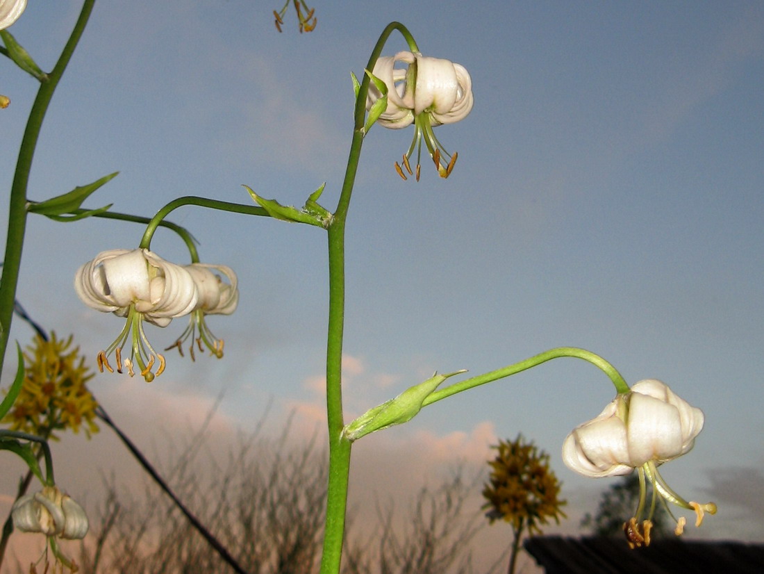 Изображение особи Lilium pilosiusculum var. alboviridiflorum.