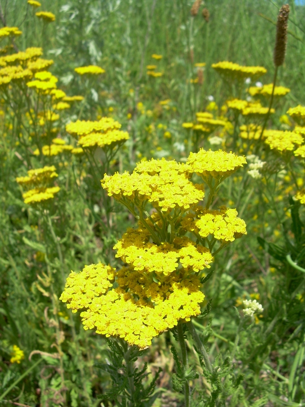 Изображение особи род Achillea.