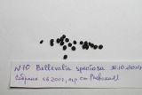 Bellevalia sarmatica