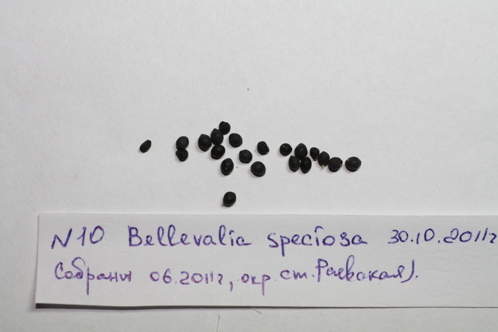 Изображение особи Bellevalia sarmatica.