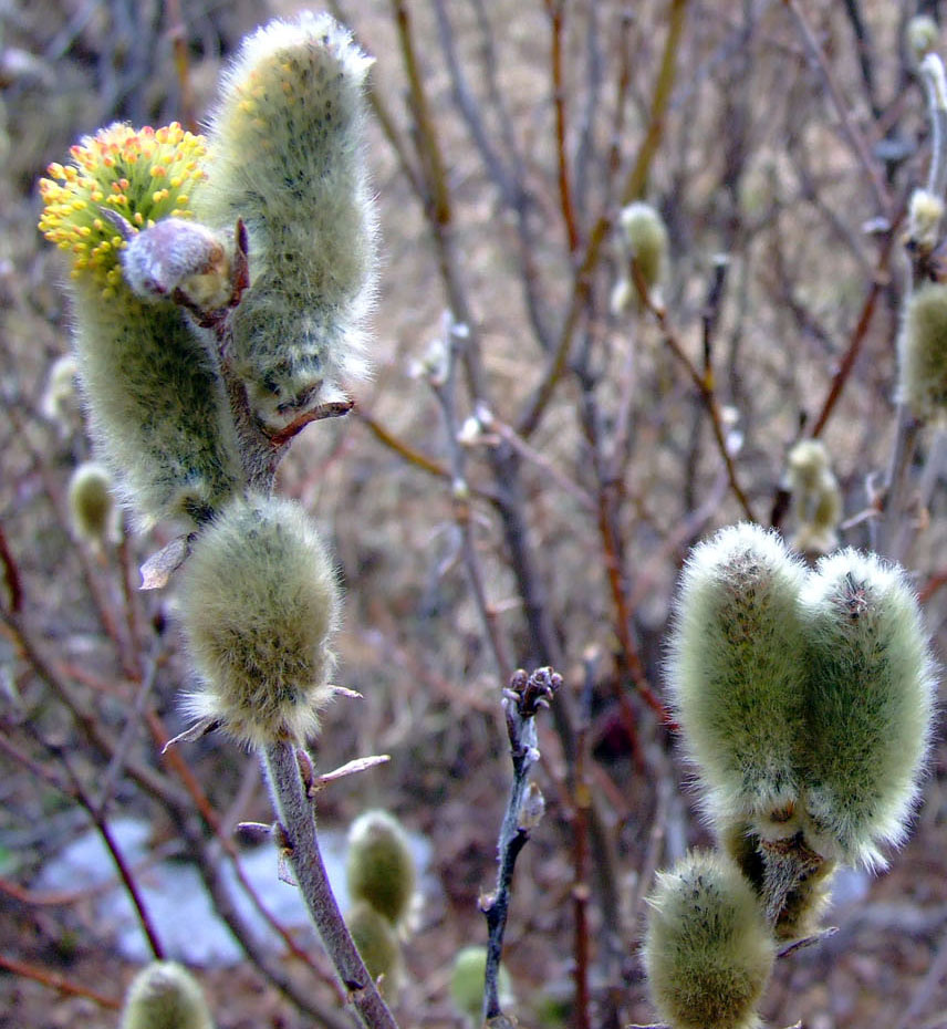 Image of Salix lanata specimen.