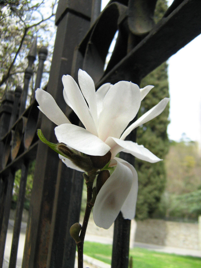 Image of Magnolia &times; loebneri specimen.