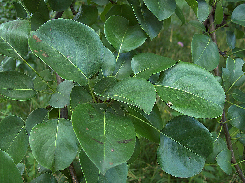 Image of Pyrus pyraster specimen.