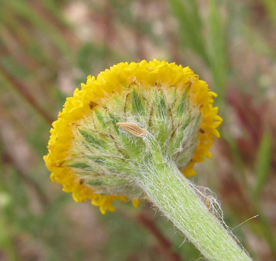 Image of Anacyclus valentinus specimen.