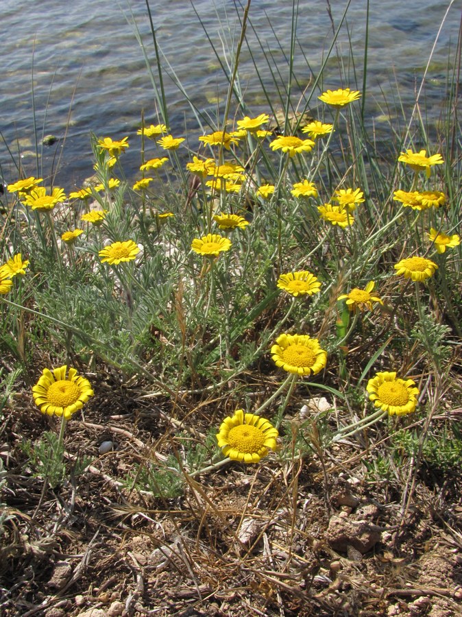 Изображение особи Anthemis monantha.