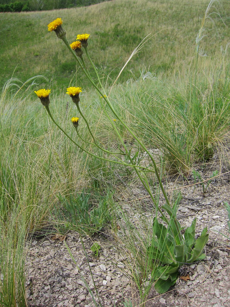 Image of Trommsdorffia maculata specimen.